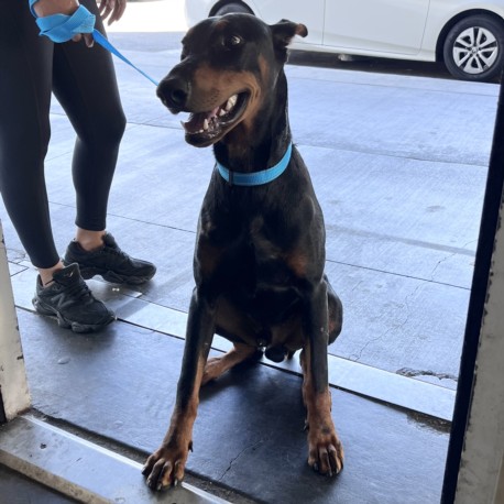 Shelter Stray Male Dog last seen , 1850 W 60th St, Los Angeles, CA 90047, USA
