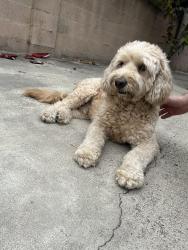 Found/Stray Male Dog last seen Near W Saint Gertrude Pl Santa Ana, CA 92704 United States, Santa Ana, CA 92704