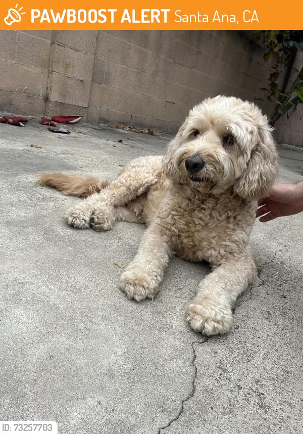 Found/Stray Male Dog last seen Near W Saint Gertrude Pl Santa Ana, CA 92704 United States, Santa Ana, CA 92704