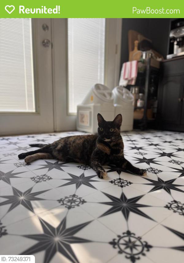 Reunited Female Cat last seen Harbor and North, close to Pearson Park, Anaheim, CA 92805