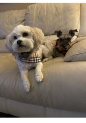 Lost Male Dog last seen Tara Hills, Bristol, TN 37620