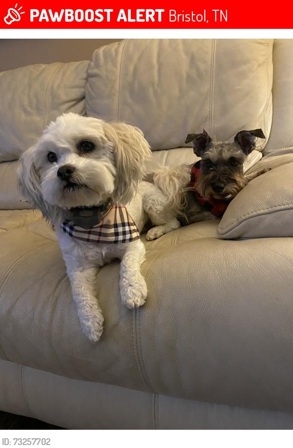 Lost Male Dog last seen Tara Hills, Bristol, TN 37620