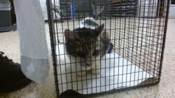 Shelter Stray Female Cat last seen Near BLOCK W 46 ST, 3599 NW 79th Ave, Doral, FL 33122, USA