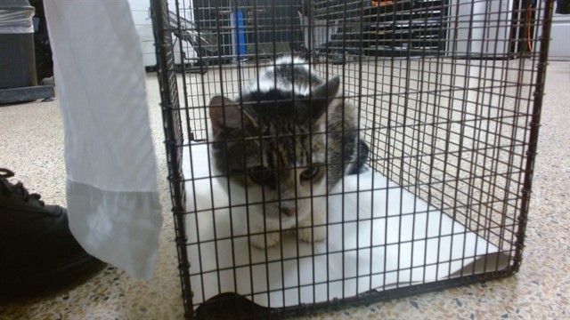 Shelter Stray Female Cat last seen Near BLOCK W 46 ST, 3599 NW 79th Ave, Doral, FL 33122, USA