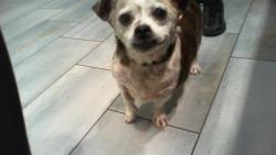 Shelter Stray Male Dog last seen CHARLOTTE, 8315 Byrum Dr, Charlotte, NC 28217, USA