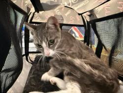 Shelter Stray Female Cat last seen HUNTERSVILLE, 8315 Byrum Dr, Charlotte, NC 28217, USA
