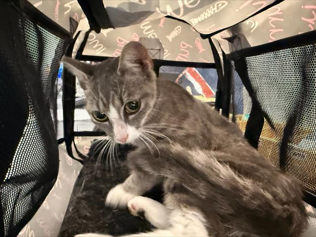 Shelter Stray Female Cat last seen HUNTERSVILLE, 8315 Byrum Dr, Charlotte, NC 28217, USA