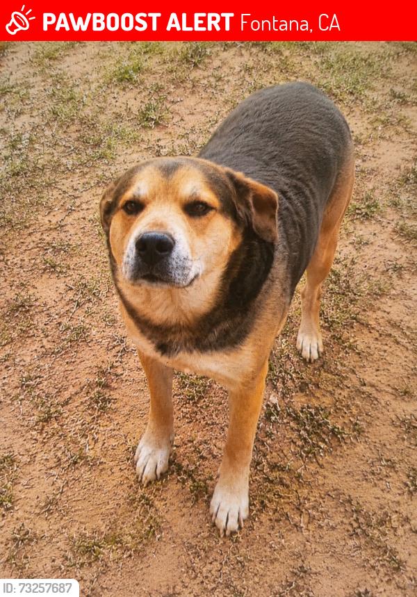 Lost Male Dog last seen Sierra Ave/Merrill Ave in Fontana, Fontana, CA 92335