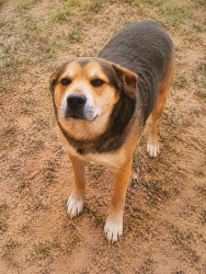 Lost Male Dog last seen Sierra Ave/Merrill Ave in Fontana, Fontana, CA 92335