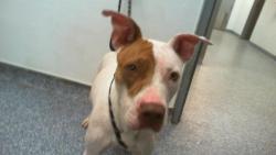 Shelter Stray Female Dog last seen CHARLOTTE, 8315 Byrum Dr, Charlotte, NC 28217, USA