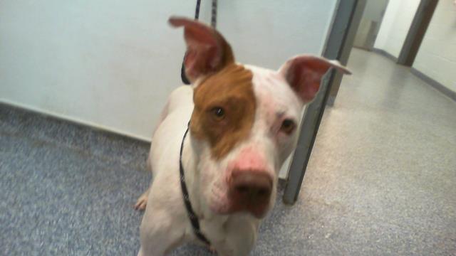 Shelter Stray Female Dog last seen CHARLOTTE, 8315 Byrum Dr, Charlotte, NC 28217, USA