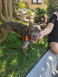 Found/Stray Female Dog last seen Lower Greenville, Dallas, TX 75206