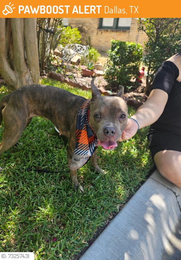 Found/Stray Female Dog last seen Lower Greenville, Dallas, TX 75206