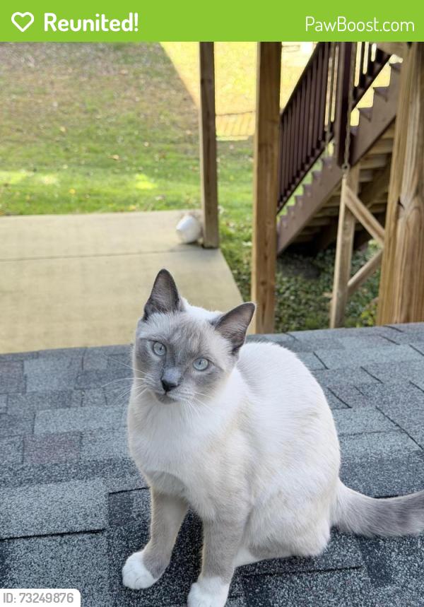 Reunited Male Cat last seen Enfield Dr., Ellicott City, MD 21163