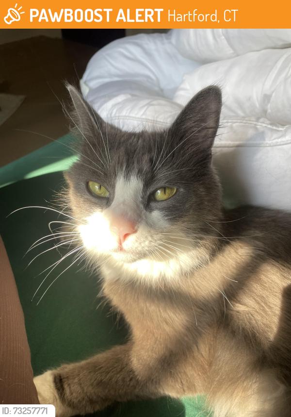 Found/Stray Female Cat last seen Imlay street, Hartford, CT 06105