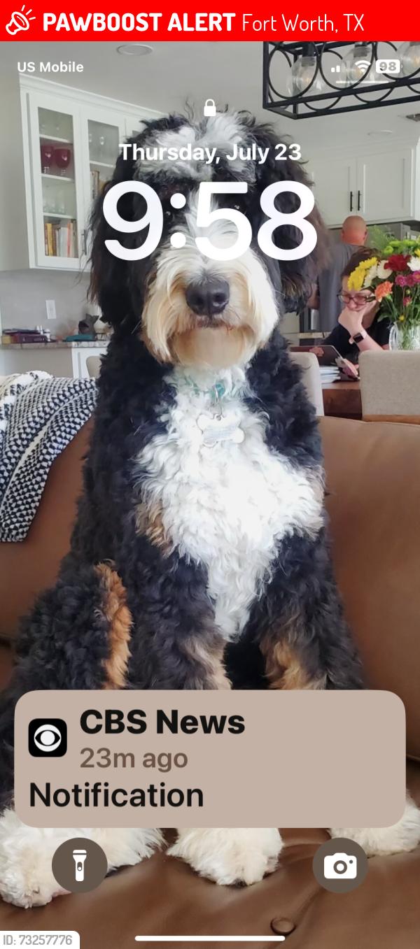 Lost Female Dog last seen Melanie dr, Fort Worth, TX 76131