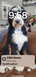 Lost Female Dog last seen Melanie dr, Fort Worth, TX 76131