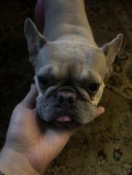 Lost Female Dog last seen Scott st, San Francisco, CA 94115