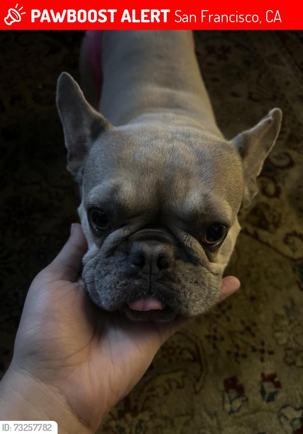 Lost Female Dog last seen Scott st, San Francisco, CA 94115