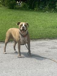 Found/Stray Female Dog last seen Eastland parkway, Lexington, KY 40505
