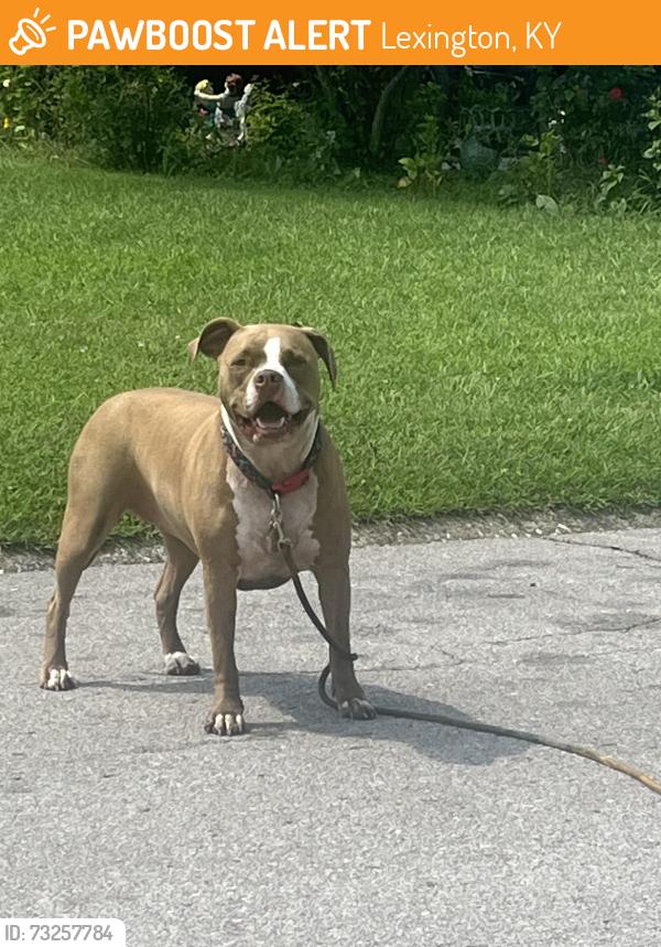 Found/Stray Female Dog last seen Eastland parkway, Lexington, KY 40505
