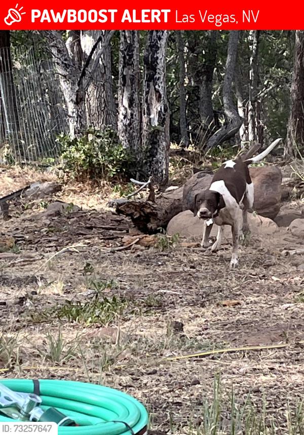 Lost Female Dog last seen Desert Inn/ Grand Canyon/ft Apache, Las Vegas, NV 89147