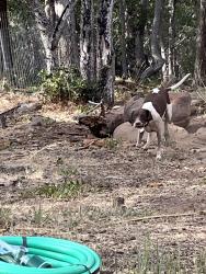 Lost Female Dog last seen Desert Inn/ Grand Canyon/ft Apache, Las Vegas, NV 89147