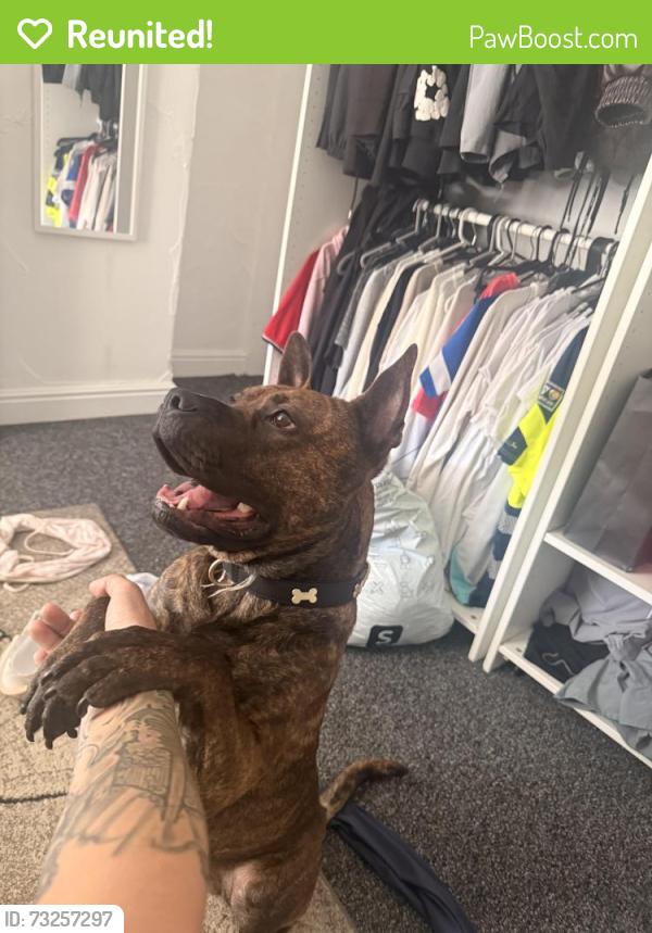 Reunited Male Dog last seen price street, Burslem, England 