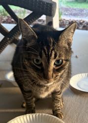 Lost Female Cat last seen Sweetwater West Circle, Apopka, FL 32712