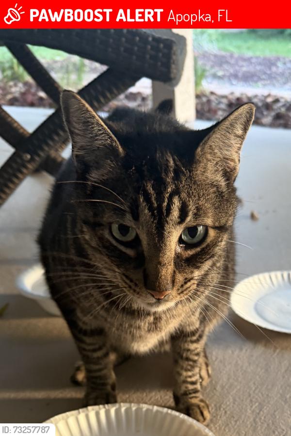 Lost Female Cat last seen Sweetwater West Circle, Apopka, FL 32712