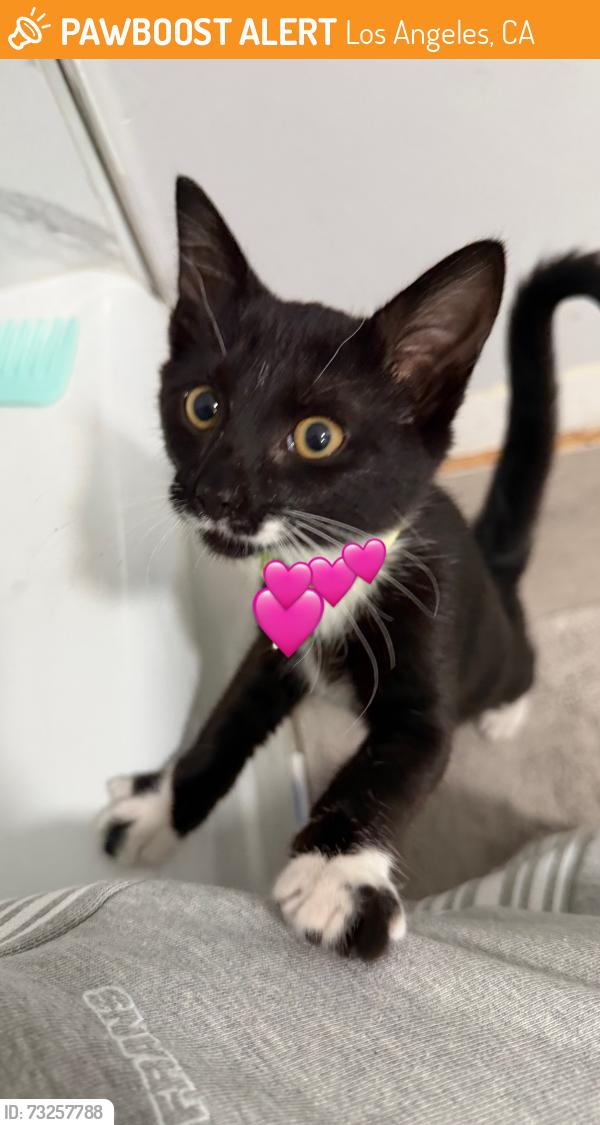 Found/Stray Male Cat last seen 23rd St and Magnolia Ave, Los Angeles, CA 90007
