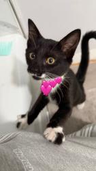 Found/Stray Male Cat last seen 23rd St and Magnolia Ave, Los Angeles, CA 90007