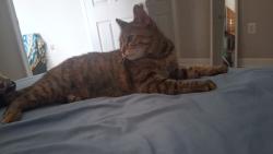 Reunited Female Cat last seen Springcress Terrace, Ashburn, VA 20148