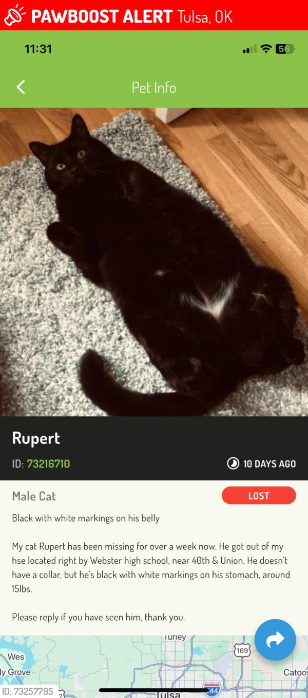 Lost Male Cat last seen Near 40th & Union, Tulsa, OK 74107