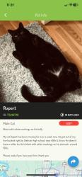 Lost Male Cat last seen Near 40th & Union, Tulsa, OK 74107