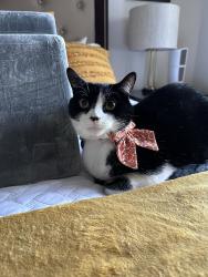 Reunited Male Cat last seen Caminito Cantilena & Pomerado Road, San Diego, CA 92128