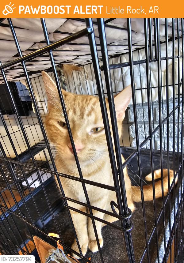 Found/Stray Male Cat last seen Riverfront Park, Little Rock (Near Junction Bridge), Little Rock, AR 72201