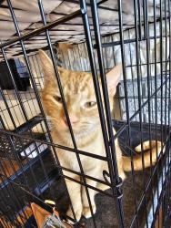 Found/Stray Male Cat last seen Riverfront Park, Little Rock (Near Junction Bridge), Little Rock, AR 72201