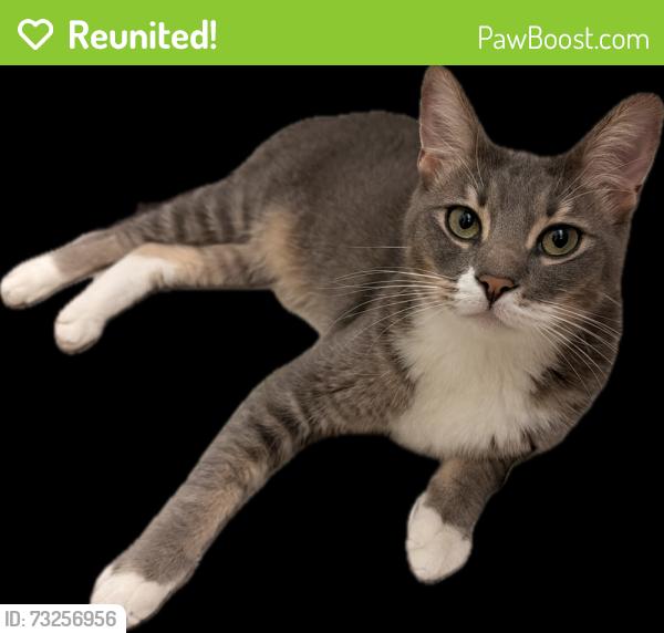 Reunited Male Cat last seen Twin Knolls Dr and Butterfield Ranch Rd, Chino Hills, CA 91709