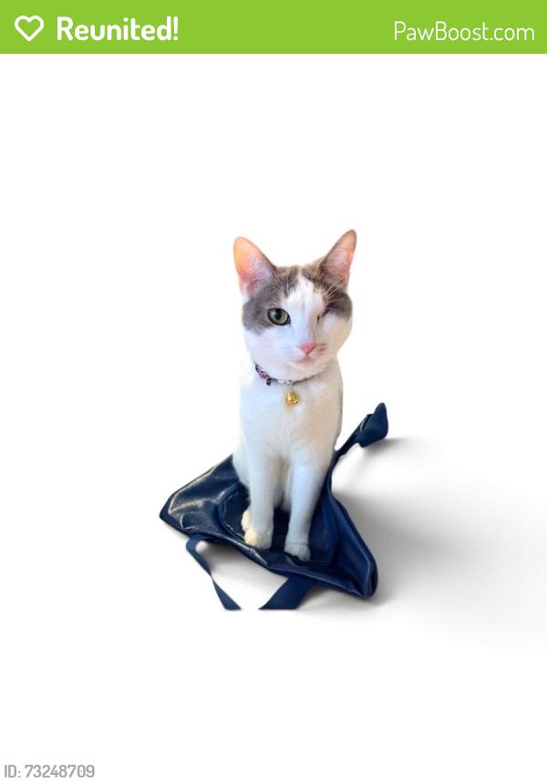 Reunited Female Cat last seen Frank Sinatra & Cook, Palm Desert, CA 92211
