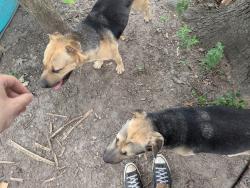 Found/Stray Male Dog last seen At the cross between cypress park and twin lakes, Greensboro, NC 27407