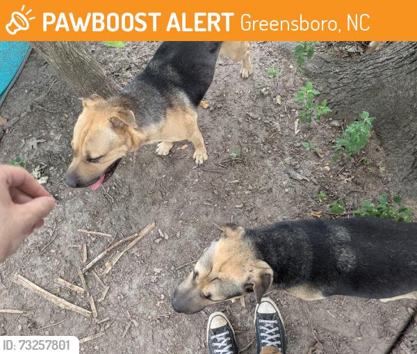 Found/Stray Male Dog last seen At the cross between cypress park and twin lakes, Greensboro, NC 27407