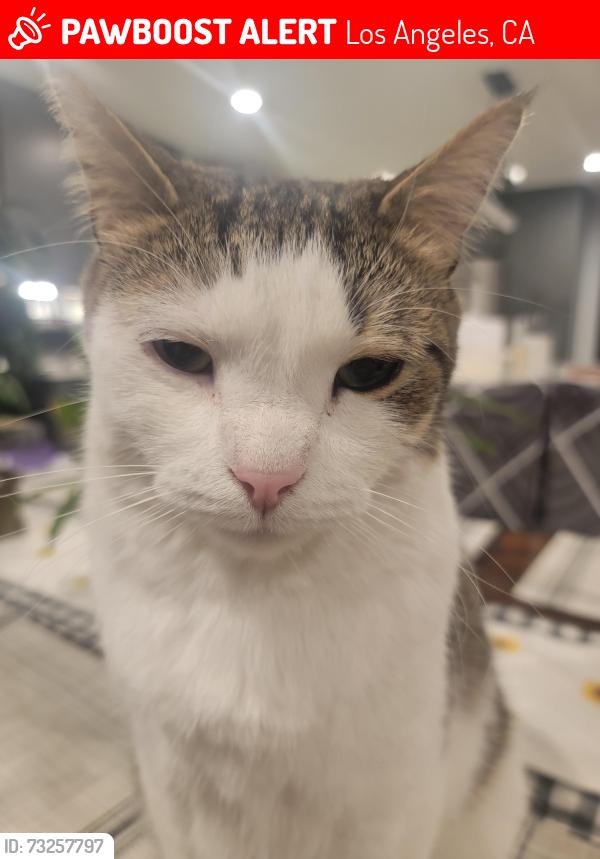 Lost Male Cat last seen Tucker & Rajah, Los Angeles, CA 91342