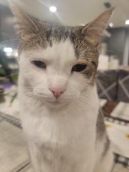 Lost Male Cat last seen Tucker & Rajah, Los Angeles, CA 91342
