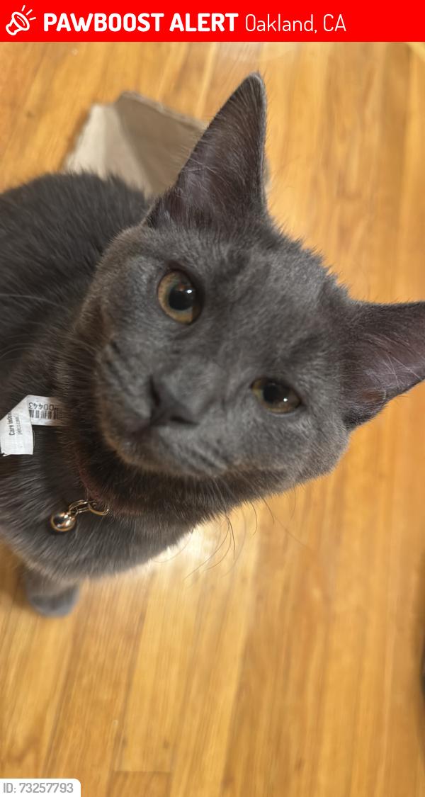 Lost Male Cat last seen Mormon temple, Lincoln Ave, Oakland, CA 94602