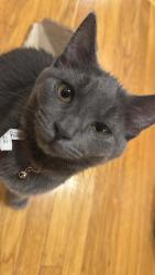 Lost Male Cat last seen Mormon temple, Lincoln Ave, Oakland, CA 94602
