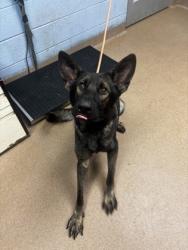 Shelter Stray Male Dog last seen Near Hillandale Drive 30058, 30058, GA, 3280 Chamblee Dunwoody Rd, Chamblee, GA 30341, USA
