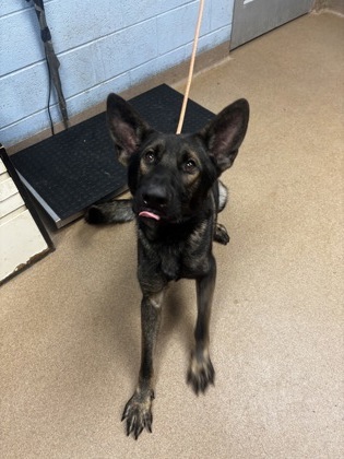 Shelter Stray Male Dog last seen Near Hillandale Drive 30058, 30058, GA, 3280 Chamblee Dunwoody Rd, Chamblee, GA 30341, USA