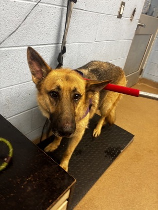 Shelter Stray Male Dog last seen Near Powell Lane Apt. 2 Decatur, 30033, 30033, GA, 3280 Chamblee Dunwoody Rd, Chamblee, GA 30341, USA