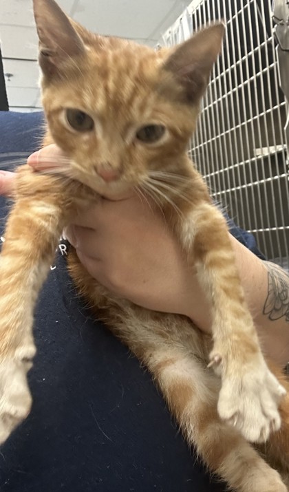 Shelter Stray Male Cat last seen Near Holcombe Road Decatur, 30032, 30032, GA, 3280 Chamblee Dunwoody Rd, Chamblee, GA 30341, USA
